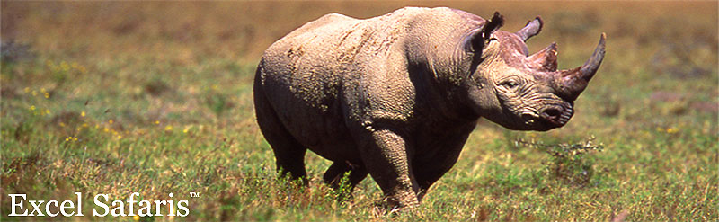 Black Rhino Frontside